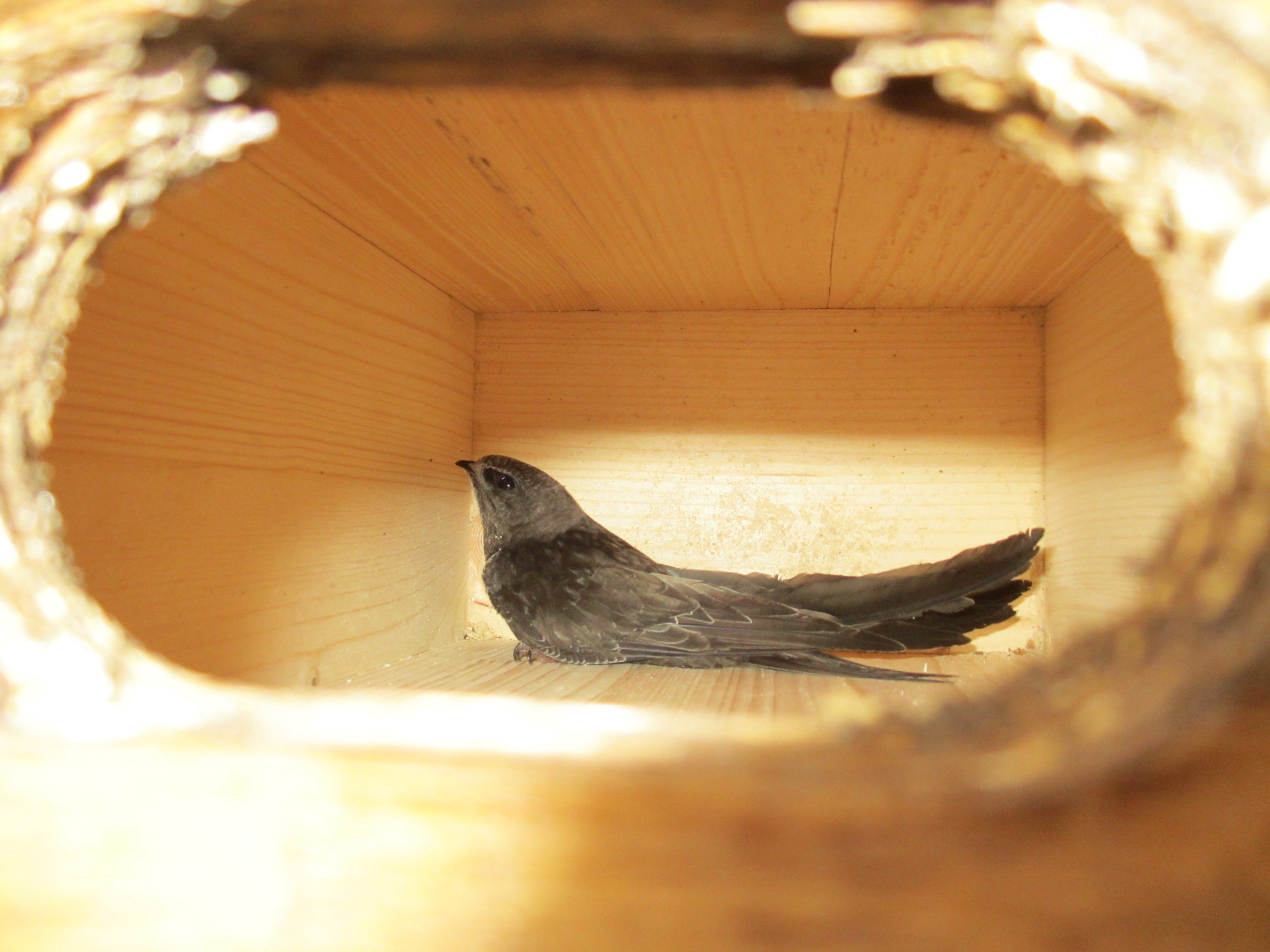 Mauersegler in Nistkasten