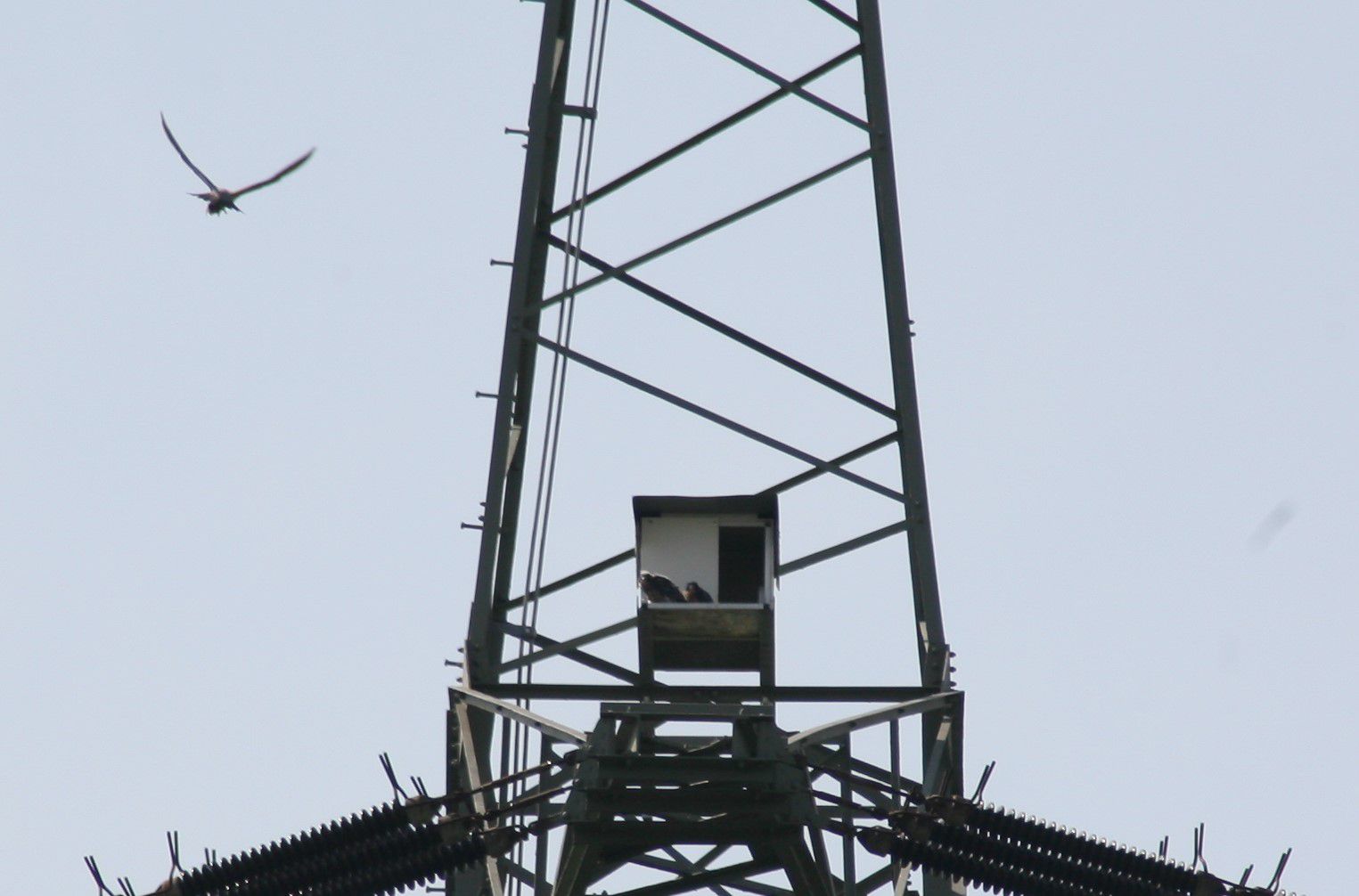 Wanderfalkenkasten Krofdorf